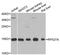 Ribosomal Protein S27a antibody, STJ25406, St John