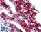 Leucine Rich Repeat Neuronal 4 antibody, LS-A9935, Lifespan Biosciences, Immunohistochemistry frozen image 
