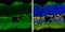 Purinergic Receptor P2X 7 antibody, GTX104288, GeneTex, Immunohistochemistry frozen image 