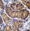 Interleukin 17B antibody, LS-C165176, Lifespan Biosciences, Immunohistochemistry frozen image 