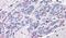 Neuroplastin antibody, PA5-32945, Invitrogen Antibodies, Immunohistochemistry paraffin image 