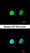 Heterogeneous Nuclear Ribonucleoprotein A1 antibody, NBP1-32161, Novus Biologicals, Immunocytochemistry image 