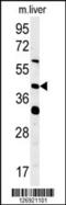 Mitochondrial Elongation Factor 1 antibody, 61-979, ProSci, Western Blot image 