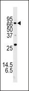 Autophagy Related 16 Like 1 antibody, A00526-2, Boster Biological Technology, Western Blot image 