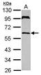 TULA antibody, PA5-30713, Invitrogen Antibodies, Western Blot image 