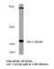 Upstream Transcription Factor 2, C-Fos Interacting antibody, LS-C176366, Lifespan Biosciences, Western Blot image 