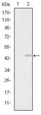 Glutamate receptor 3 antibody, M05328, Boster Biological Technology, Western Blot image 