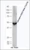 Glycogen Synthase Kinase 3 Beta antibody, orb5359, Biorbyt, Western Blot image 