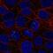 BMP And Activin Membrane Bound Inhibitor antibody, NBP2-58990, Novus Biologicals, Immunocytochemistry image 