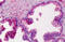 Matrix Metallopeptidase 3 antibody, MBS247280, MyBioSource, Immunohistochemistry frozen image 