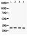 Small Nuclear Ribonucleoprotein Polypeptide N antibody, PA5-80047, Invitrogen Antibodies, Western Blot image 
