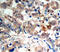 Protein Kinase AMP-Activated Catalytic Subunit Alpha 1 antibody, MBS128472, MyBioSource, Immunohistochemistry paraffin image 