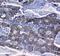 Integrin Subunit Alpha 5 antibody, A01911, Boster Biological Technology, Immunohistochemistry frozen image 