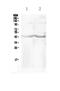 Chitinase 3 Like 1 antibody, PA5-79042, Invitrogen Antibodies, Western Blot image 