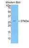 Coagulation Factor IX antibody, LS-C294073, Lifespan Biosciences, Western Blot image 