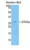 Coagulation factor IX antibody, LS-C294073, Lifespan Biosciences, Western Blot image 