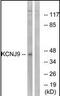 G protein-activated inward rectifier potassium channel 3 antibody, orb95767, Biorbyt, Western Blot image 