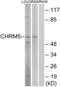 Cholinergic Receptor Muscarinic 5 antibody, LS-C120629, Lifespan Biosciences, Western Blot image 