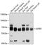Leukocyte Immunoglobulin Like Receptor B2 antibody, 13-449, ProSci, Western Blot image 