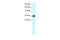 Aquaporin 7 antibody, 27-715, ProSci, Enzyme Linked Immunosorbent Assay image 