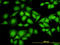 NME/NM23 Nucleoside Diphosphate Kinase 1 antibody, LS-B6104, Lifespan Biosciences, Immunofluorescence image 