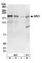 Nuclear Receptor Coactivator 2 antibody, NB100-313, Novus Biologicals, Western Blot image 