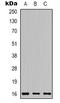 Apelin antibody, LS-C413319, Lifespan Biosciences, Western Blot image 