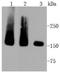 MutS Homolog 6 antibody, NBP2-67379, Novus Biologicals, Western Blot image 