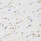Cholinergic Receptor Muscarinic 5 antibody, 19-620, ProSci, Immunohistochemistry frozen image 
