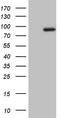 Microtubule Affinity Regulating Kinase 3 antibody, LS-C339714, Lifespan Biosciences, Western Blot image 