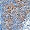 Nucleus Accumbens Associated 1 antibody, AF8375, R&D Systems, Immunohistochemistry frozen image 