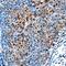 Nucleus Accumbens Associated 1 antibody, AF8375, R&D Systems, Immunohistochemistry frozen image 