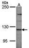 Pleckstrin Homology And RhoGEF Domain Containing G4 antibody, orb69870, Biorbyt, Western Blot image 