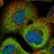 Sterile Alpha Motif Domain Containing 9 antibody, HPA021318, Atlas Antibodies, Immunocytochemistry image 