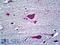 Endothelial Differentiation Related Factor 1 antibody, LS-B5104, Lifespan Biosciences, Immunohistochemistry frozen image 