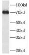 SEC14 And Spectrin Domain Containing 1 antibody, FNab08108, FineTest, Western Blot image 
