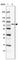 TBC1 Domain Family Member 23 antibody, HPA038152, Atlas Antibodies, Western Blot image 