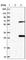 Trafficking Protein Particle Complex 4 antibody, HPA039752, Atlas Antibodies, Western Blot image 