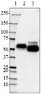 Tau, 425-441 antibody, 851104, BioLegend, Western Blot image 