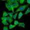 Hexokinase 1 antibody, GTX53727, GeneTex, Immunofluorescence image 