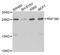 Ring Finger Protein 166 antibody, STJ110575, St John