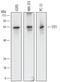 Stress Induced Phosphoprotein 1 antibody, AF7337, R&D Systems, Western Blot image 