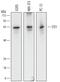 Stress Induced Phosphoprotein 1 antibody, AF7337, R&D Systems, Western Blot image 