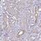 G2 And S-Phase Expressed 1 antibody, NBP2-32552, Novus Biologicals, Immunohistochemistry paraffin image 