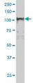 Nuclear Factor Kappa B Subunit 1 antibody, LS-C133346, Lifespan Biosciences, Western Blot image 