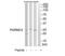 Polymorphic epithelial mucin antibody, TA312010, Origene, Western Blot image 