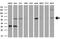 Polo Like Kinase 1 antibody, GTX83864, GeneTex, Western Blot image 