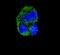 CD36 Molecule antibody, PA5-12514, Invitrogen Antibodies, Immunofluorescence image 