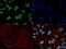Heterogeneous Nuclear Ribonucleoprotein A1 antibody, NB100-672, Novus Biologicals, Immunofluorescence image 