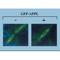 Adaptor Protein, Phosphotyrosine Interacting With PH Domain And Leucine Zipper 1 antibody, IQ350, Immuquest, Western Blot image 